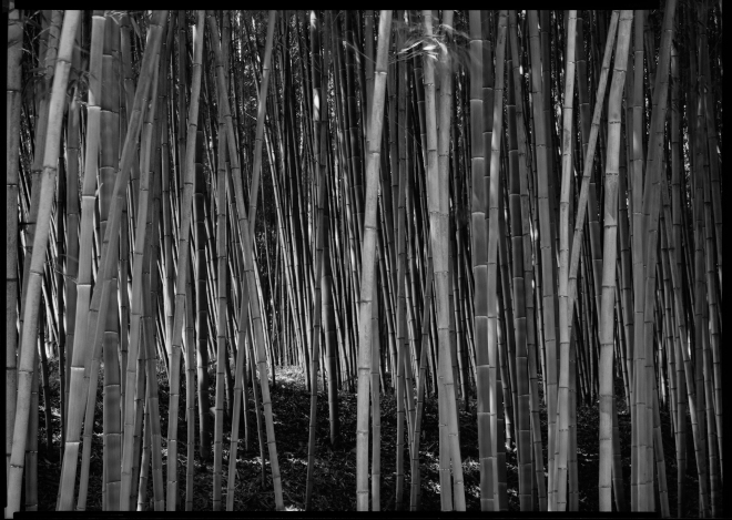 죽녹원 (Bamboo Farm) #05, 2015; Kodak 2-D 5x7, Schneider Super-Angulon 120mm, FP4+