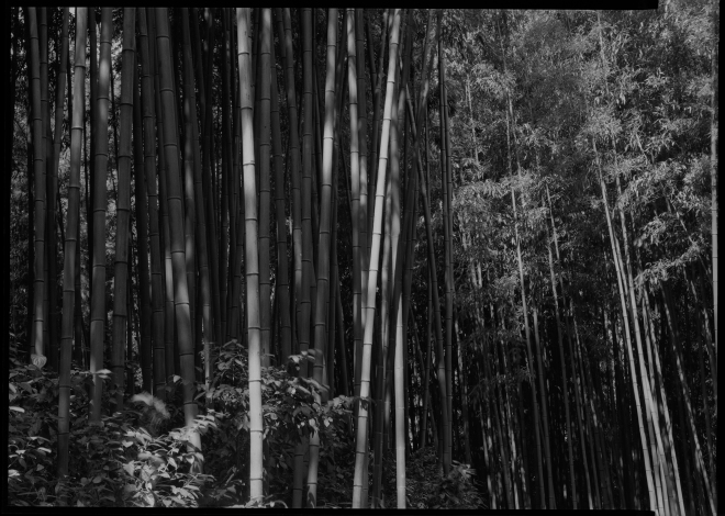 죽녹원 (Bamboo Farm) #10, 2015; Kodak 2-D 5x7, Dagor 12